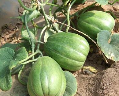 种瓜等着吃瓜吃香瓜,从种瓜到品香瓜的甜蜜旅程