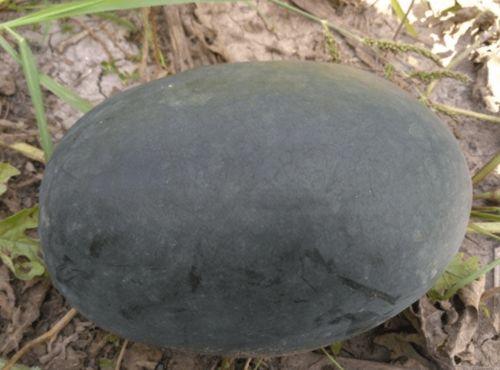 宣科院吃瓜,揭秘校园热点背后的真相