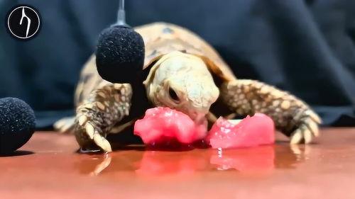 吃瓜吱吱作响,揭秘“吃瓜吱吱作响”的神秘现象