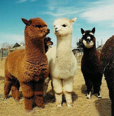 网红羊驼盘子,网红萌物引领潮流新风尚