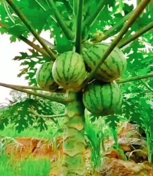 看到西瓜头条什么感觉呢,新鲜资讯，一网打尽