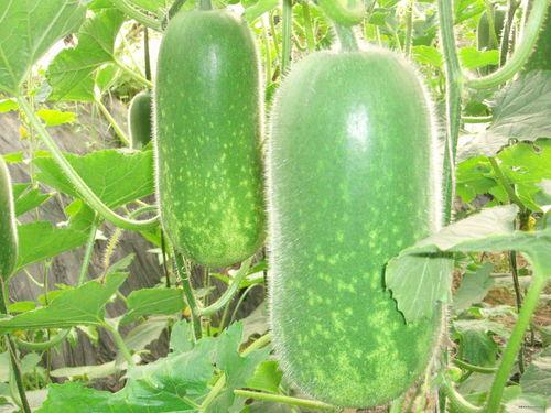 减肥吃牛腿瓜行吗,健康饮食新选择