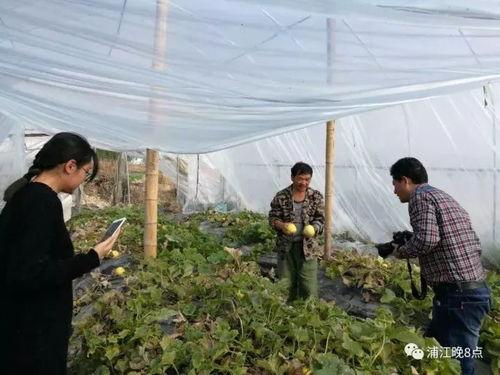 厦门的吃瓜群众,吃瓜群众的美食盛宴