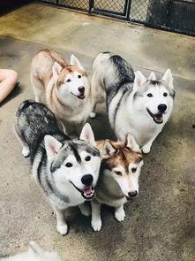 浙江网红打卡可以带狗嘛