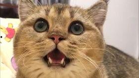 渐层吃瓜,揭秘时尚界的渐变潮流